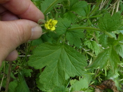 Geum urbanum