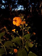 Allowissadula holosericea