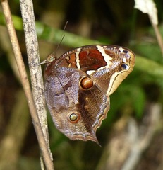 Opoptera aorsa aorsa
