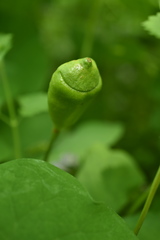 Jeffersonia diphylla