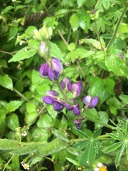 Lupinus pubescens