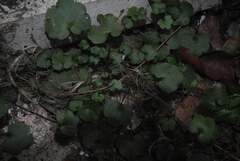 Cymbalaria muralis