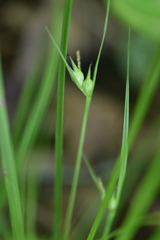 Carex jamesii