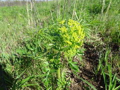 Polytaenia nuttallii