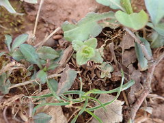 Veronica arvensis