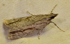 Eudonia bisinualis
