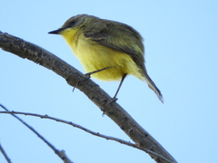 Pseudocolopteryx acutipennis
