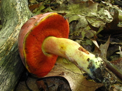 Boletus subluridellus