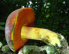Boletus subluridellus