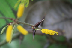 Vachellia cornigera americana