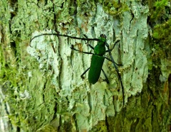 Aglaoschema ventrale