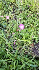 Oenothera rosea