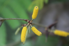 Vachellia cornigera americana