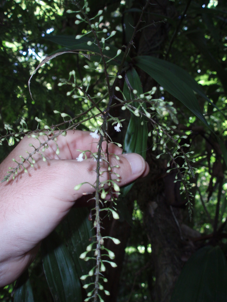 Epidendrum subnutans