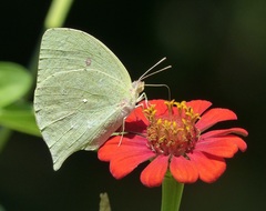 Phoebis neocypris neocypris