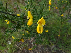 Cytisus scoparius