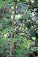 Vachellia cornigera americana