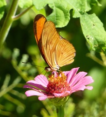 Dryas iulia alcionea