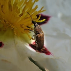 Mycterus curculioides