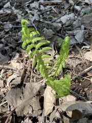 Matteuccia struthiopteris