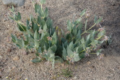 Asclepias vestita