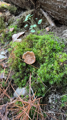 Helvellaceae