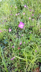 Oenothera rosea