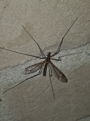 Tipula vernalis
