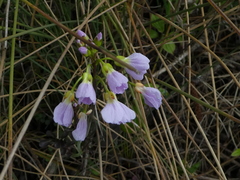 Cardamine pratensis