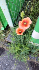 Papaver dubium