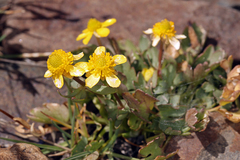 Ranunculus eschscholtzii oxynotus