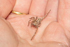 Parapalystes lycosinus