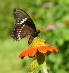 Papilio cleotas