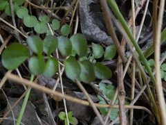 Cardamine pratensis