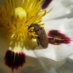 Mycterus curculioides