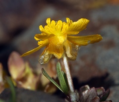 Ranunculus eschscholtzii oxynotus