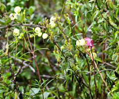 Calceolaria hyssopifolia