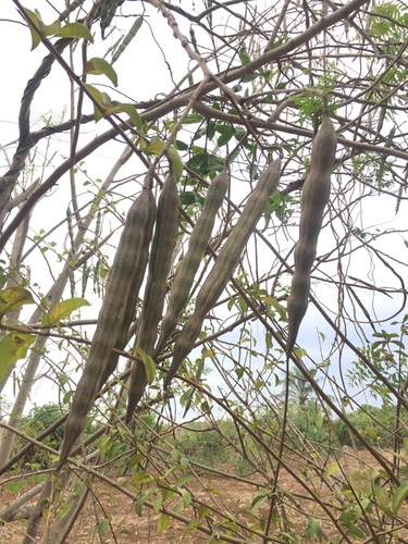 Moringa tree