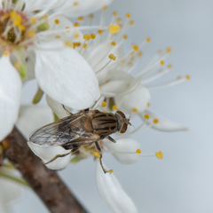 Brachyopa vacua
