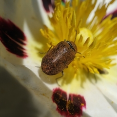 Mycterus curculioides