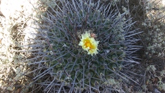 Thelocactus rinconensis