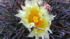 Thelocactus rinconensis
