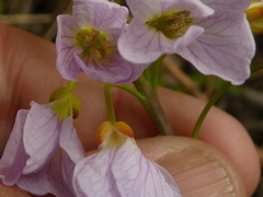 Cardamine pratensis