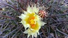 Thelocactus rinconensis