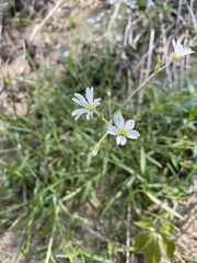 Cerastium velutinum