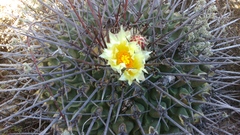 Thelocactus rinconensis