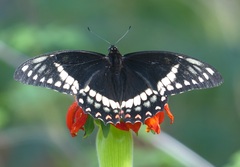 Papilio cleotas