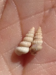 Cerithideopsis costata