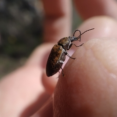 Mycterus curculioides