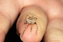 Parapalystes lycosinus